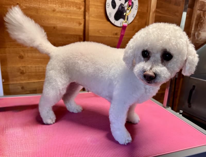 The wood-panelled grooming room with a Bichon Frise on the pink grooming table