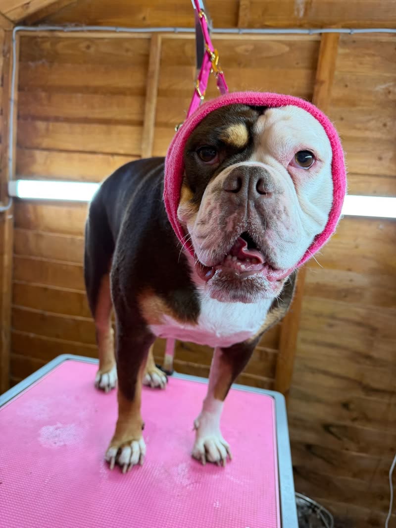 A bulldog held on the grooming table in a pink hooded towel, lead clipped overhead
