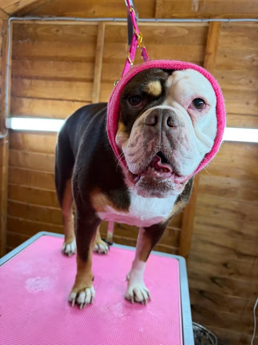 The bulldog's face and ears after a bath, towel-dried on the table